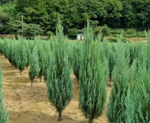 문그로우 묘목 분달이 1.5m이상(20주이상) 조경수 울타리나무